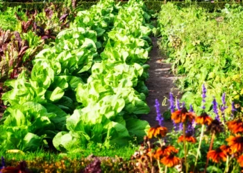 Os melhores cultivos, legumes e flores de jardim e horta para plantar em setembro