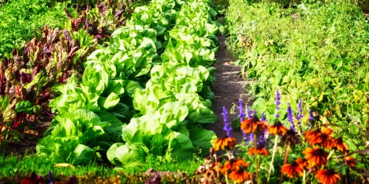 Os melhores cultivos, legumes e flores de jardim e horta para plantar em setembro