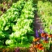 Os melhores cultivos, legumes e flores de jardim e horta para plantar em setembro