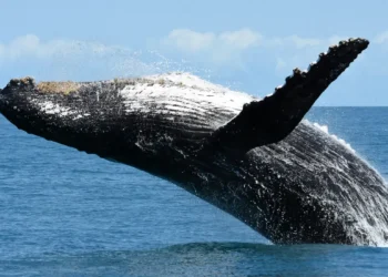 Criaturas oceânicas fazem impressionante retorno após quase serem caçadas até a extinção