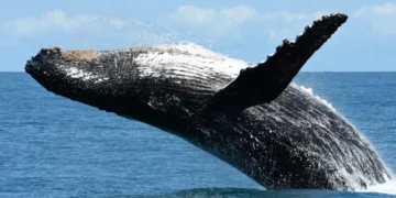 Criaturas oceânicas fazem impressionante retorno após quase serem caçadas até a extinção