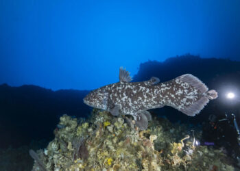 Cientistas ficam chocados ao encontrarem enorme ‘peixe dinossauro’ considerado extinto