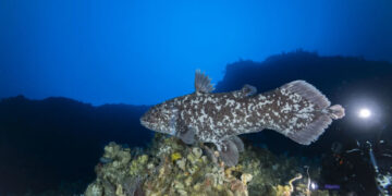 Cientistas ficam chocados ao encontrarem enorme ‘peixe dinossauro’ considerado extinto