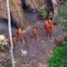 Imagens raras capturadas por drone revelam humanos isolados, cortados do mundo moderno