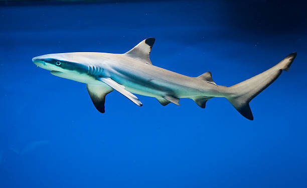 Cientistas fazem descoberta chocante após estudar dentes de tubarões