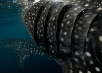 Foto: Elianne Dipp/Pexels