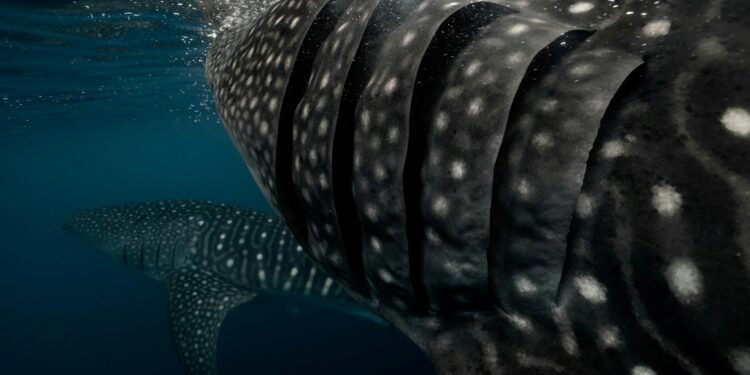 Foto: Elianne Dipp/Pexels