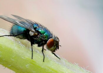 Foto: Philip Veater/Unsplash