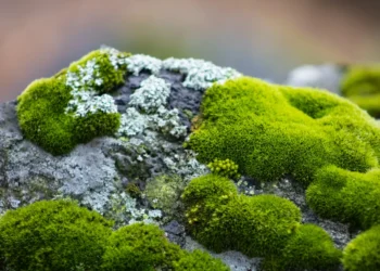 O que fazer se musgo começar a crescer no seu quintal