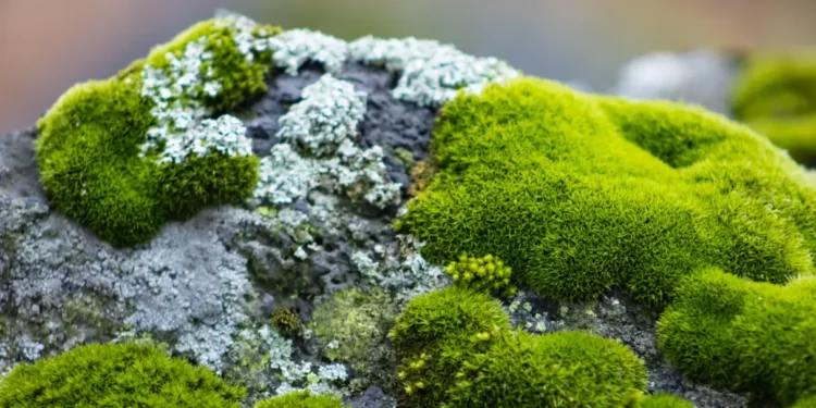 O que fazer se musgo começar a crescer no seu quintal