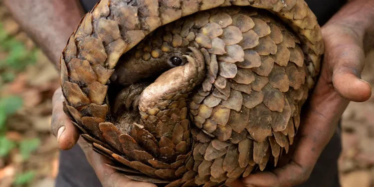 Animal selvagem que tem o poder de "curar" doenças virou o mais caçado no mundo todo