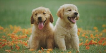 Se você tem cachorro, este truque é para você: o ingrediente que impede que ele faça xixi dentro de casa