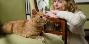 Cientistas finalmente revelam nova forma para conseguir conversar com seu gato