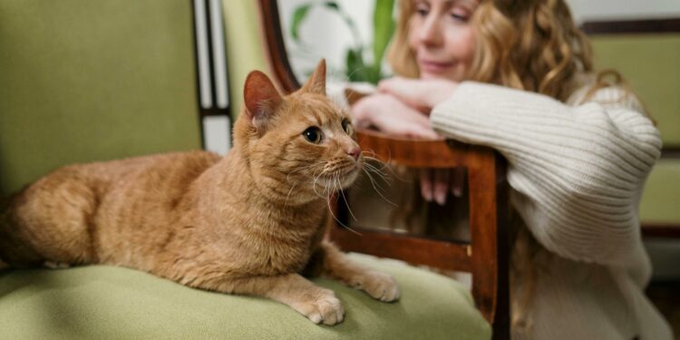 Cientistas finalmente revelam nova forma para conseguir conversar com seu gato