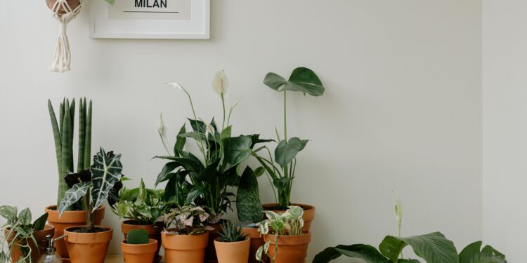 Essa planta vai fazer sua casa cheirar incrível sem que você levante um dedo