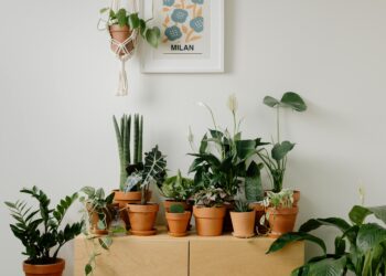Nem cacto nem bambu: as plantas que atraem energia positiva, segundo o Feng Shui