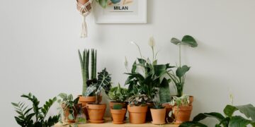 Nem cacto nem bambu: as plantas que atraem energia positiva, segundo o Feng Shui