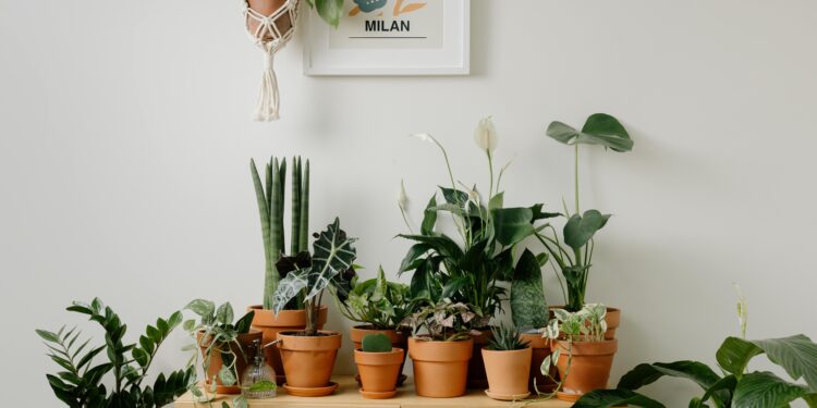 Nem cacto nem bambu: as plantas que atraem energia positiva, segundo o Feng Shui