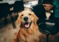 Onde os cachorros gostam mais de receber carinho, segundo especialistas 