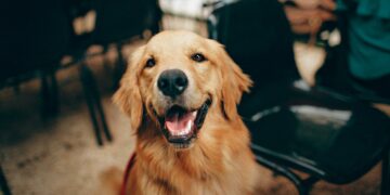 Onde os cachorros gostam mais de receber carinho, segundo especialistas 