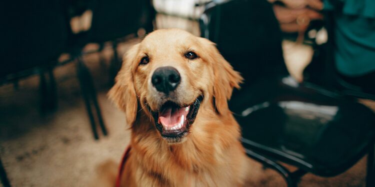 Onde os cachorros gostam mais de receber carinho, segundo especialistas 