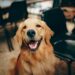 Onde os cachorros gostam mais de receber carinho, segundo especialistas 