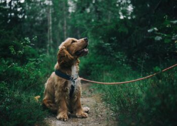 Como saber se seu cachorro confia em você? Veterinários explicam os gestos chaves