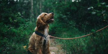 Como saber se seu cachorro confia em você? Veterinários explicam os gestos chaves