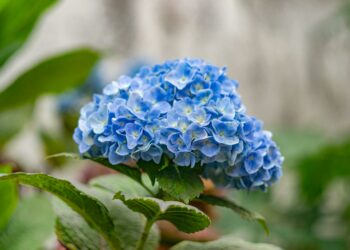 O segredo que ninguém te contou sobre hortênsias: especialistas pedem atenção