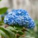 O segredo que ninguém te contou sobre hortênsias: especialistas pedem atenção