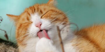 O que significa quando seu gato te ignora, segundo estudo