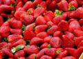 Nem na geladeira nem na fruteira: esse é o melhor lugar para guardar morangos e evitar que estraguem