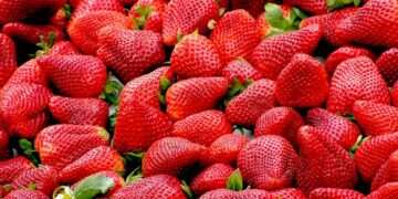 Nem na geladeira nem na fruteira: esse é o melhor lugar para guardar morangos e evitar que estraguem