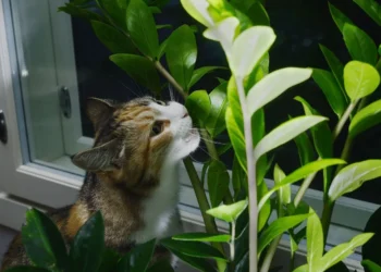 Por que seu gato insiste nas plantas? A resposta vai surpreender você