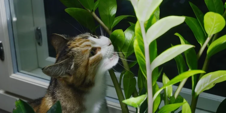 Por que seu gato insiste nas plantas? A resposta vai surpreender você