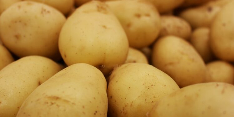 Foto: Daniel Dan/Unsplash