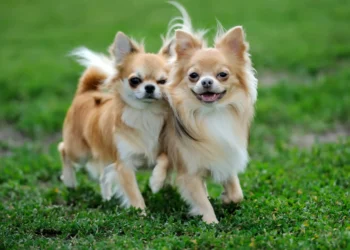 Especialistas revelam: este é o gesto secreto que cães fazem ao se despedir