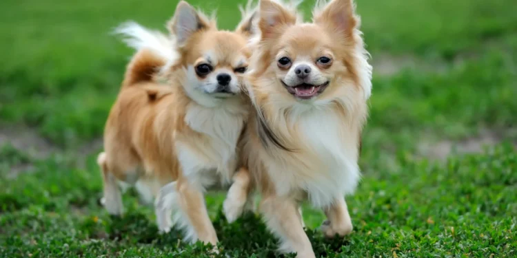 Especialistas revelam: este é o gesto secreto que cães fazem ao se despedir