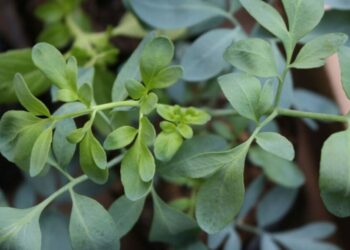 Por que recomendam guardar uma folha de arruda na carteira durante setembro e para que serve?