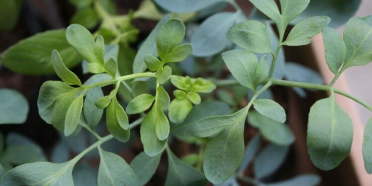 Por que recomendam guardar uma folha de arruda na carteira durante setembro e para que serve?