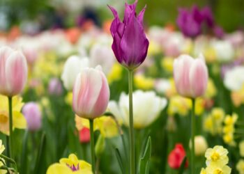 Foto: Vural Yavas/Pexels