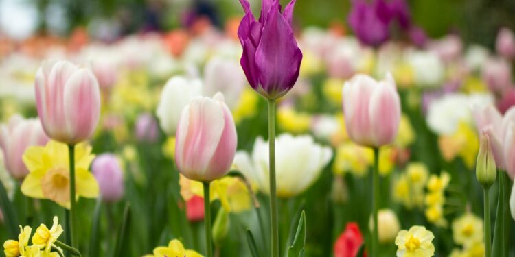 Foto: Vural Yavas/Pexels