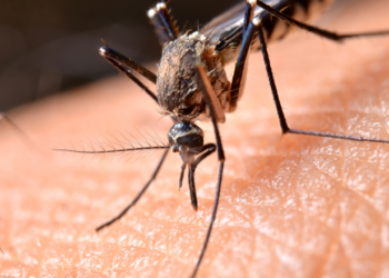 Cuidado! Esta bebida popular aumenta sua chance de ser picado por mosquitos