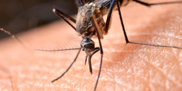 Cuidado! Esta bebida popular aumenta sua chance de ser picado por mosquitos