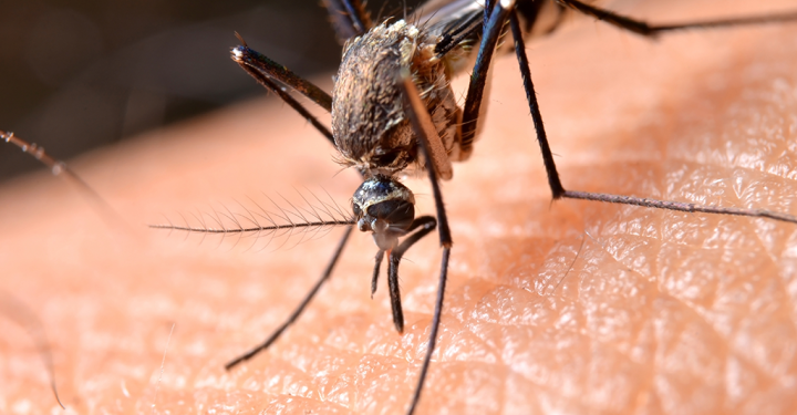 Cuidado! Esta bebida popular aumenta sua chance de ser picado por mosquitos