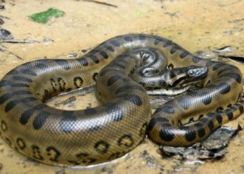 A maior cobra do mundo? Cientistas encontram espécie de 7 metros, perto do Brasil