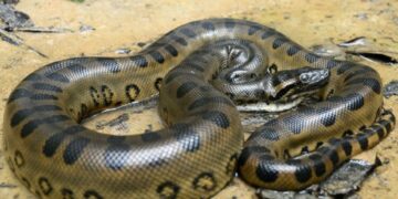 A maior cobra do mundo? Cientistas encontram espécie de 7 metros, perto do Brasil