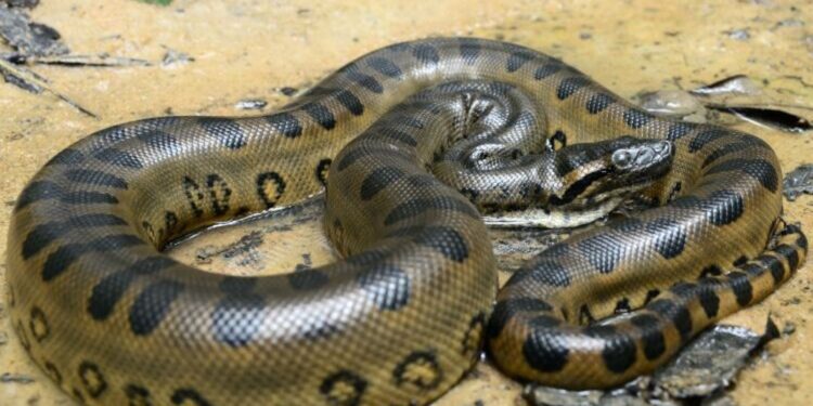 A maior cobra do mundo? Cientistas encontram espécie de 7 metros, perto do Brasil