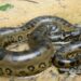 A maior cobra do mundo? Cientistas encontram espécie de 7 metros, perto do Brasil