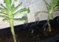 Cada vez mais jardineiros estão colocando um garfo de plástico em sua horta, e eles estão certos em fazer isso